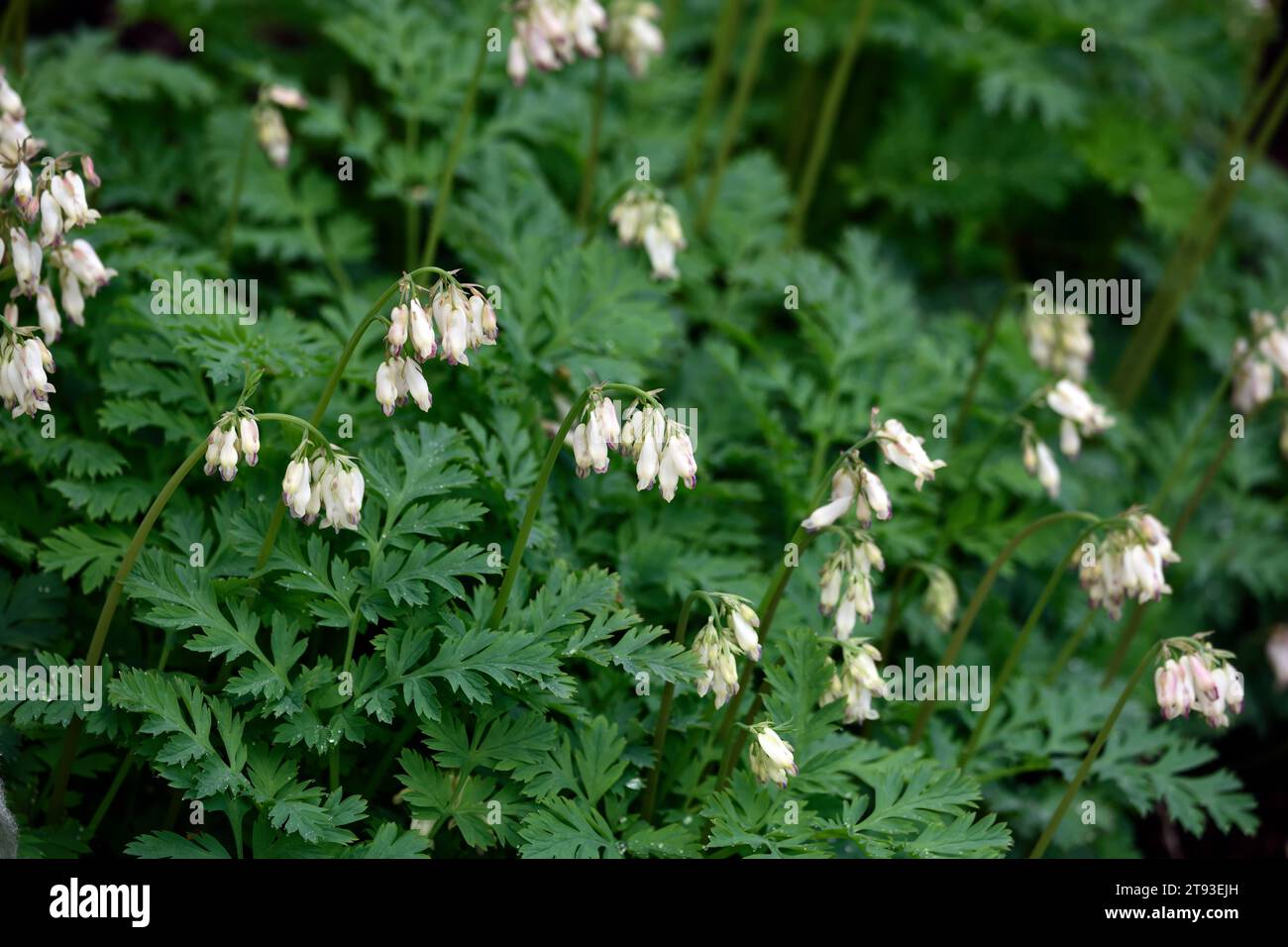 Dicentra formosa Aurora, cremeweiße Blumen, cremige weiße Blume, Blüte, Fern-Blatt blutende Herz Aurora, Holz, Wald, Waldgarten, Schatten, schattig, sh Stockfoto