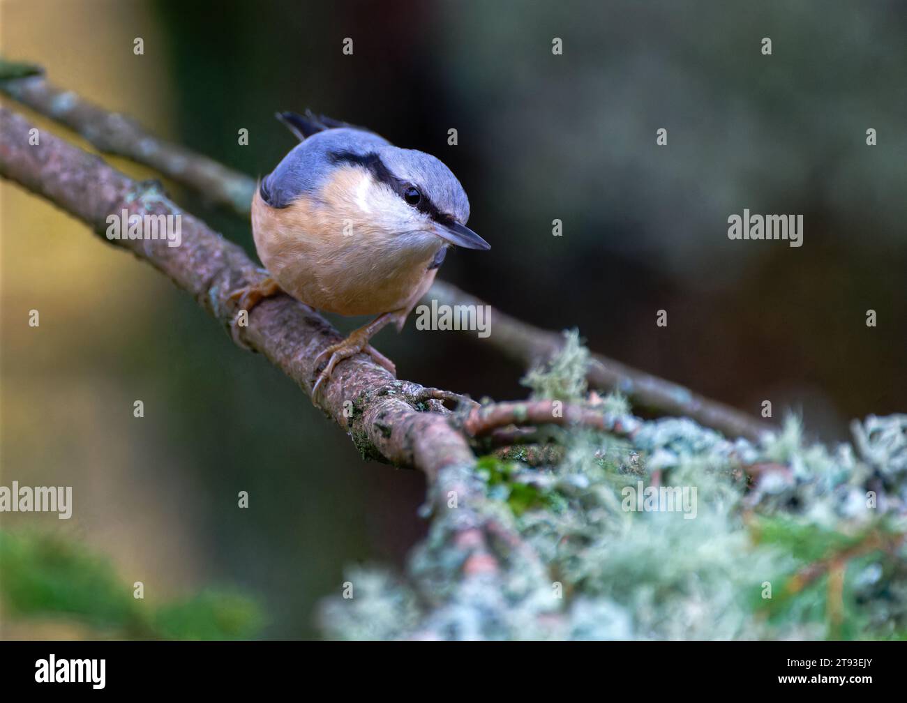 Kleiber Stockfoto