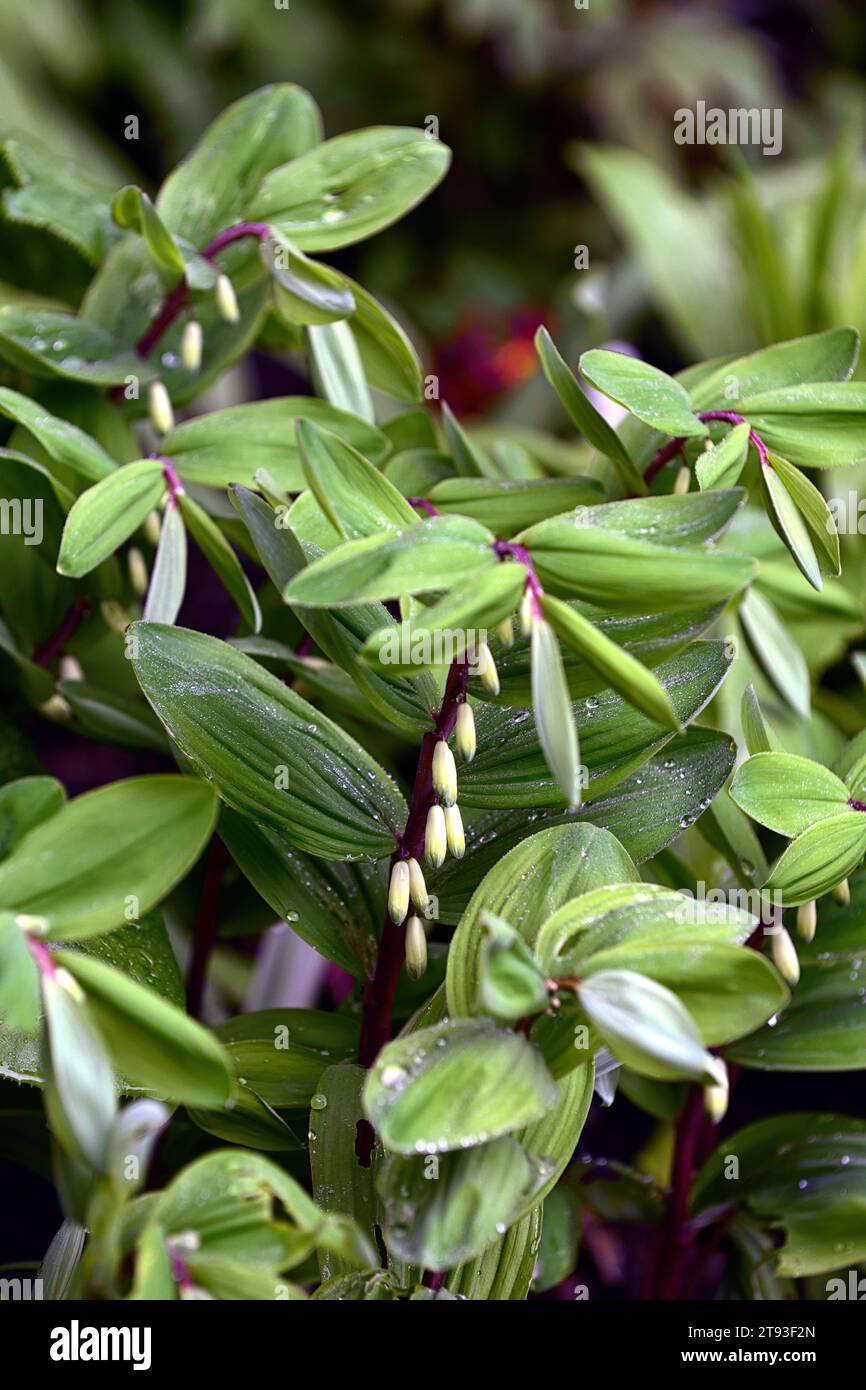 polygonatum odoratum rote Beine, rot gestieltes polygonatum, weiße Blüten, grüne Blätter, Laub, weiße Blüten, gebogene Stämme, Holz, Wald, Schatten, schattig, Sha Stockfoto