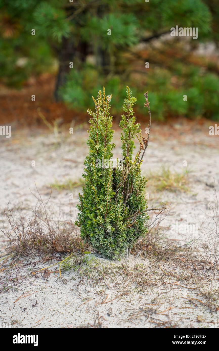 Juniperus communis, ein junger Baum von wacholder, der in Reserve gepflanzt wurde, Wiederansiedlung. Niederlande Stockfoto