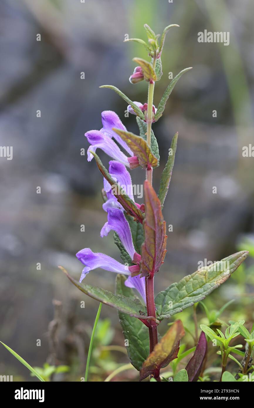 Scutellaria galericulata, auch bekannt als die gewöhnliche Schädelkraut, Sumpfkraut oder Kapuzenkraut, wilde blühende Pflanze aus Finnland Stockfoto