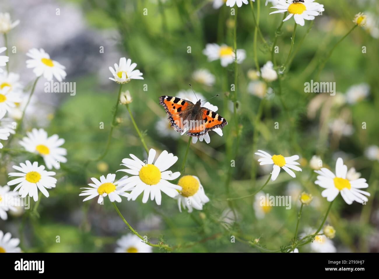 Kleiner Schildpatt-Schmetterling, Aglais urticae, ernährt sich von Duftlosen Mayweed, Tripleurospermum inodorum Stockfoto