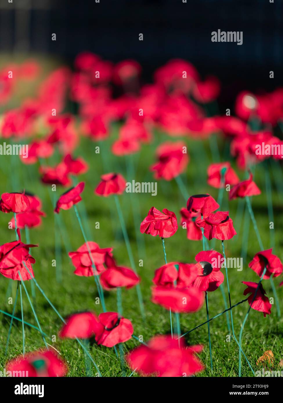 Detail von roten Mohnblumen im Garten der Erinnerung in Princes Street Gardens, Edinburgh, Schottland, Großbritannien Stockfoto