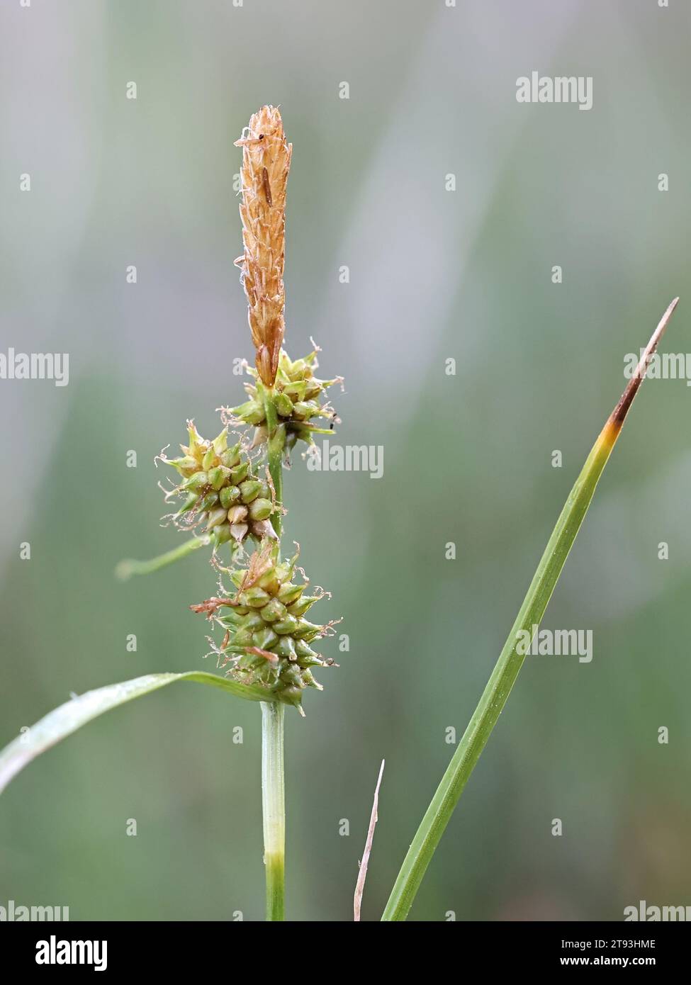 Carex viridula var. Viridula, allgemein bekannt als kleiner grüner Segg, grüner Segg oder grünlicher Segg, wilde Pflanze aus Finnland Stockfoto