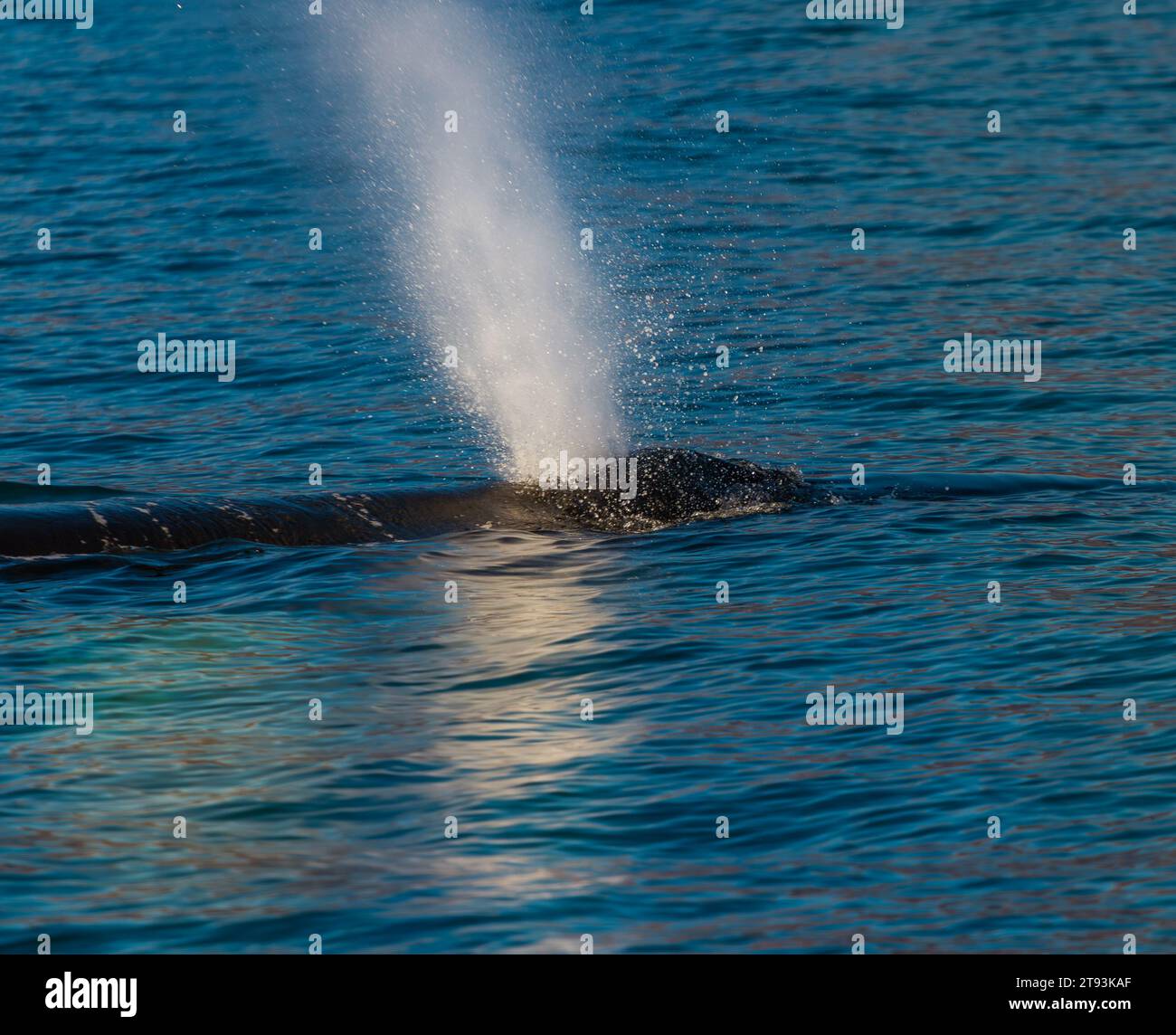 Nahaufnahme des erwachsenen Hüftwals, der durch sein Blowhole sprudelt Stockfoto