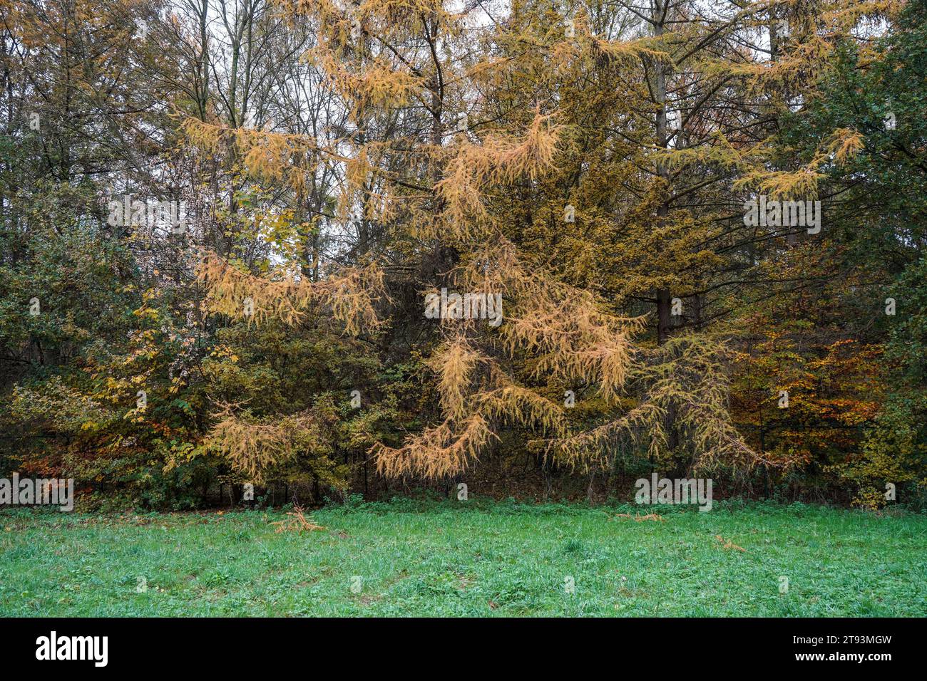 Lärche, larix decidua, eine Laubnadelkugel, in Herbstfarbe. Niederlande. Stockfoto