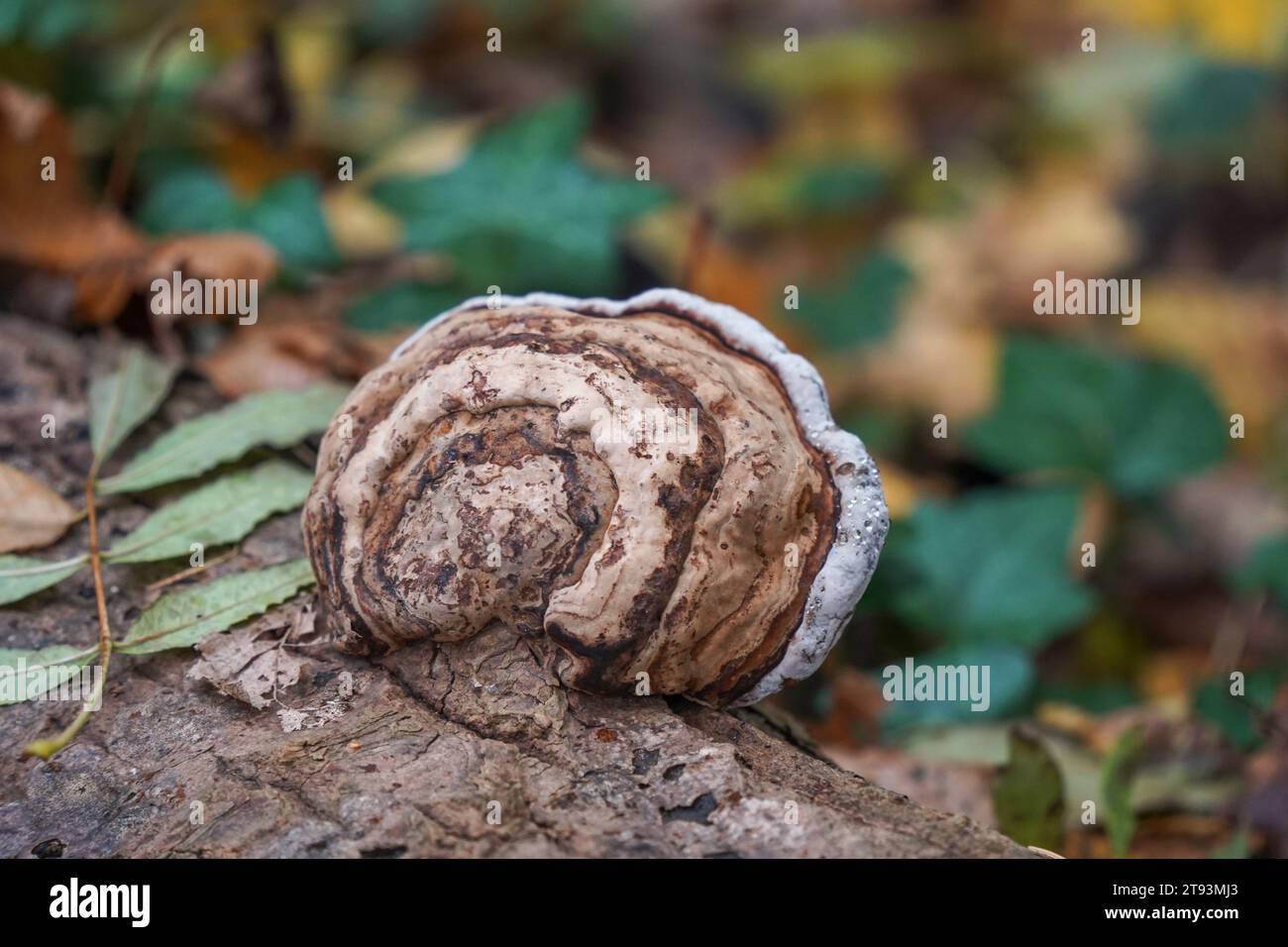Halterung Pilz sp. Polypore Fruchtkörper, Pilz, auf Baum, Niederlande. Stockfoto