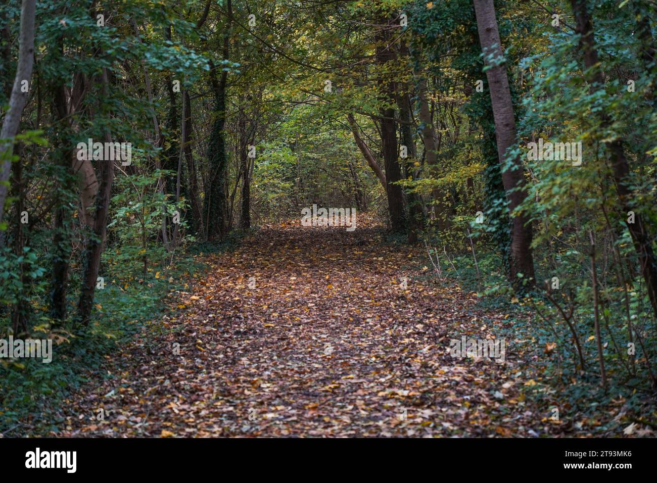 Pfad, Pfad durch einen Laubwald in den Niederlanden, Schwienswei Naturpark. Limburg im Herbst. Stockfoto