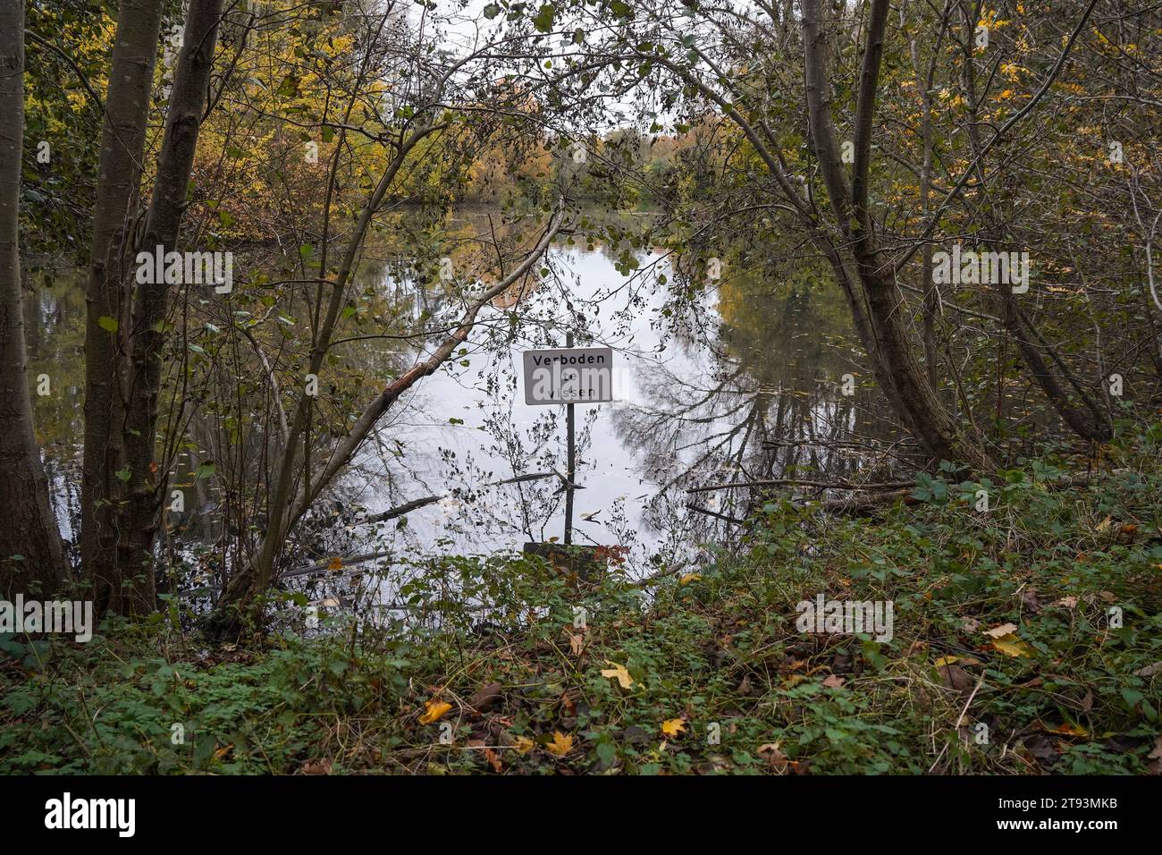 See im Laubwald in den Niederlanden, Schwienswei Naturpark. Limburg im Herbst. Stockfoto