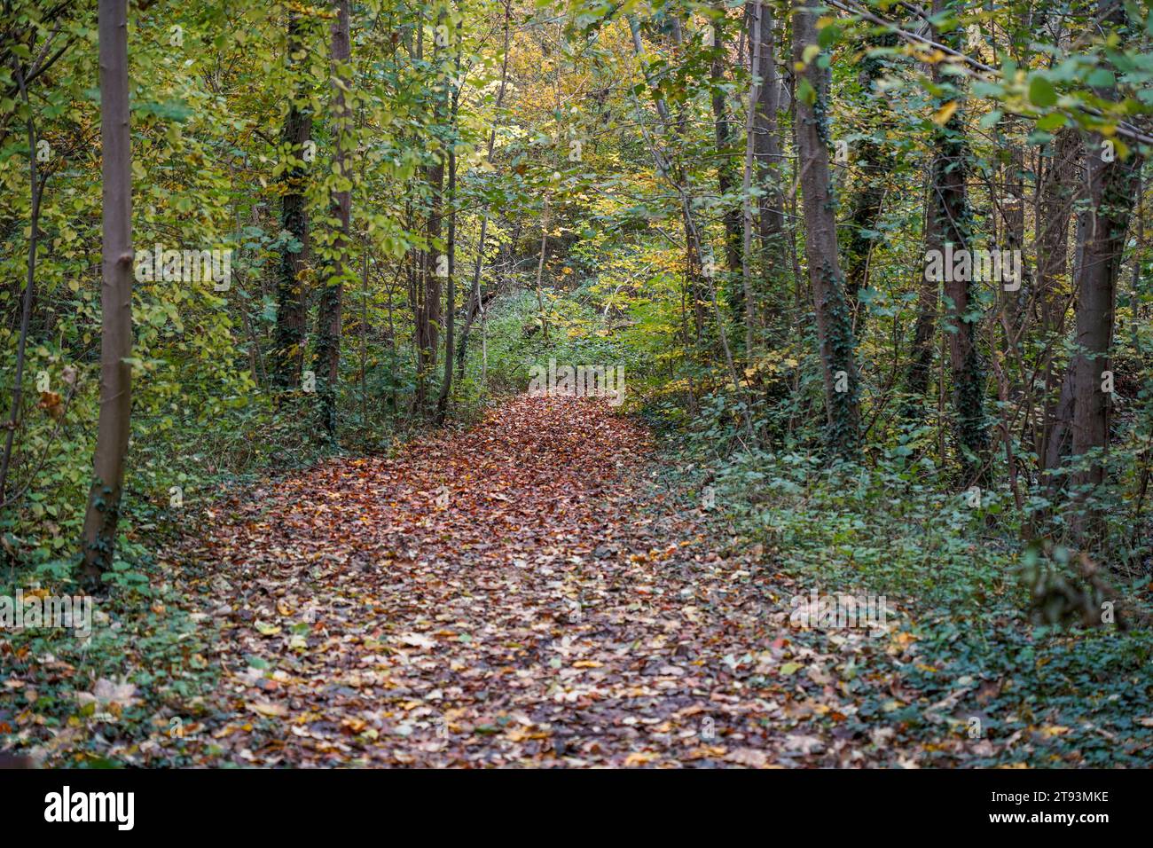Pfad, Pfad durch einen Laubwald in den Niederlanden, Schwienswei Naturpark. Limburg im Herbst. Stockfoto