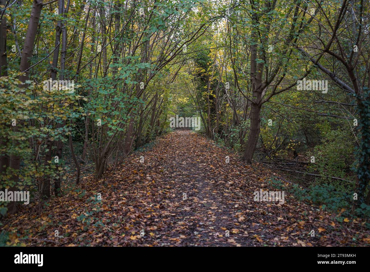 Pfad, Pfad durch einen Laubwald in den Niederlanden, Schwienswei Naturpark. Limburg im Herbst. Stockfoto