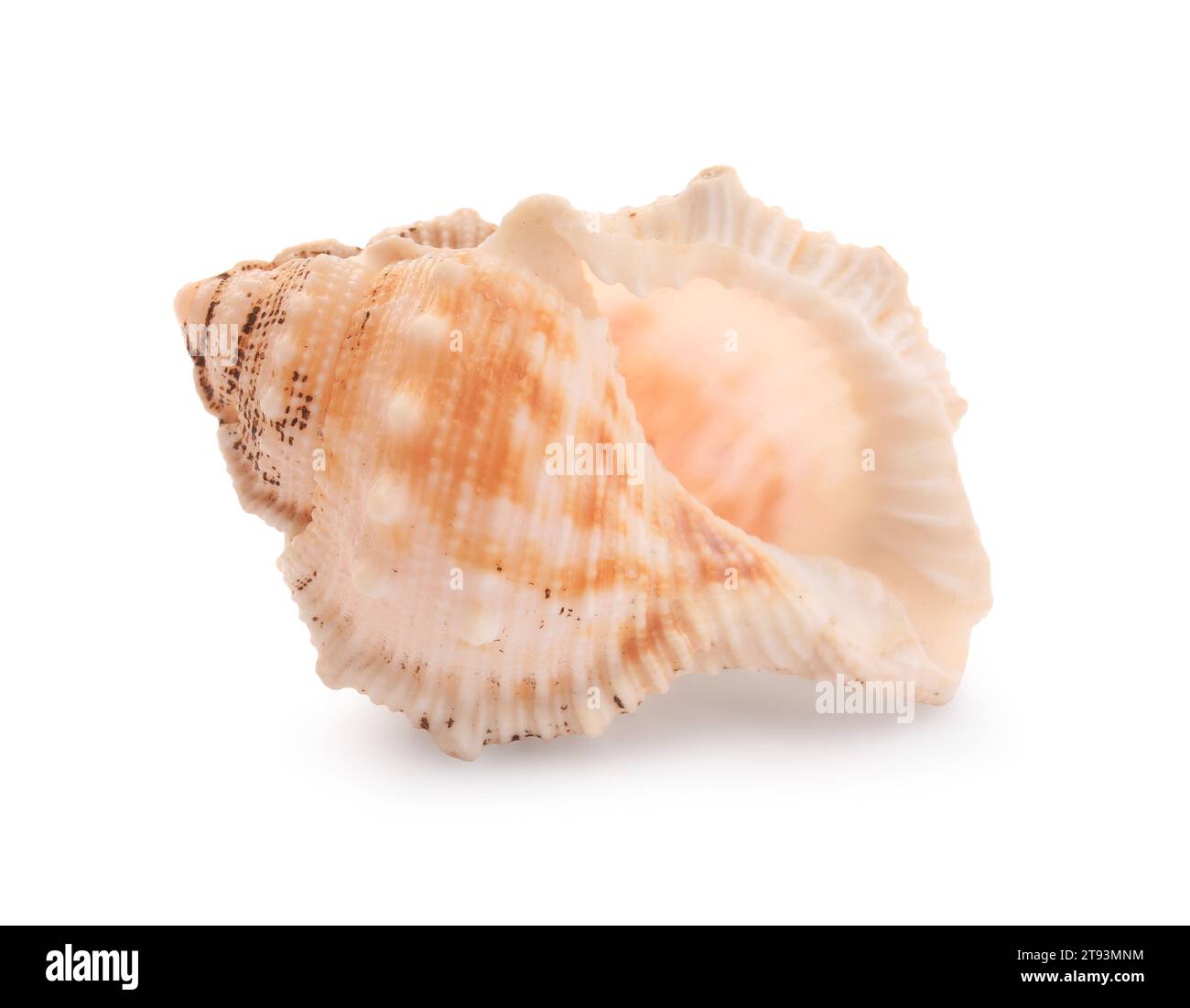 Wunderschöne Muschel isoliert auf weiß. Strandobjekt Stockfoto