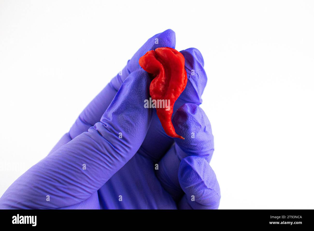 Nahaufnahme einer Hand mit Handschuhen, die einen Geisterpfeffer hält Stockfoto