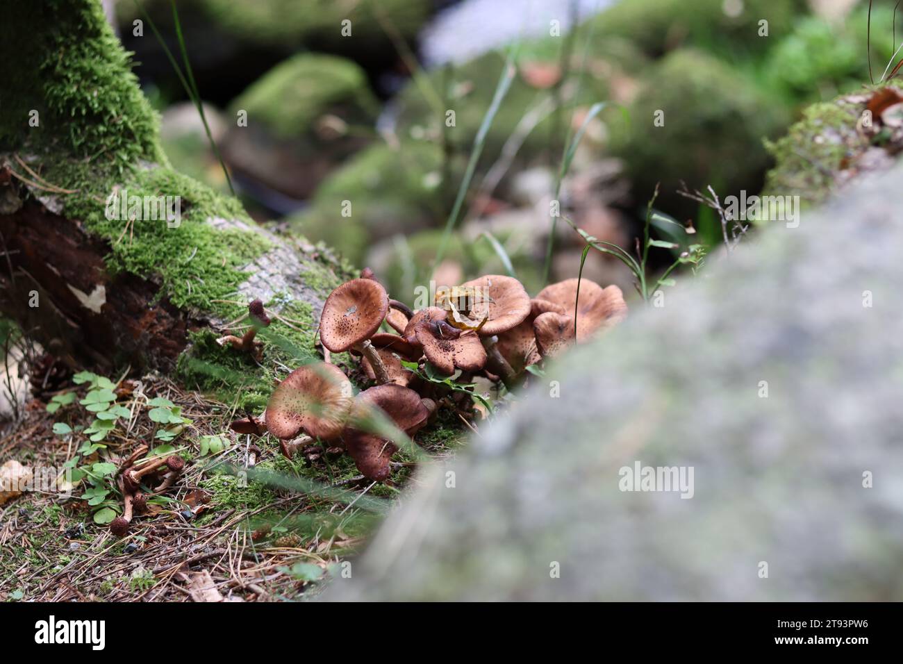 Braune Pilzfamilie in einem Wald Stockfoto