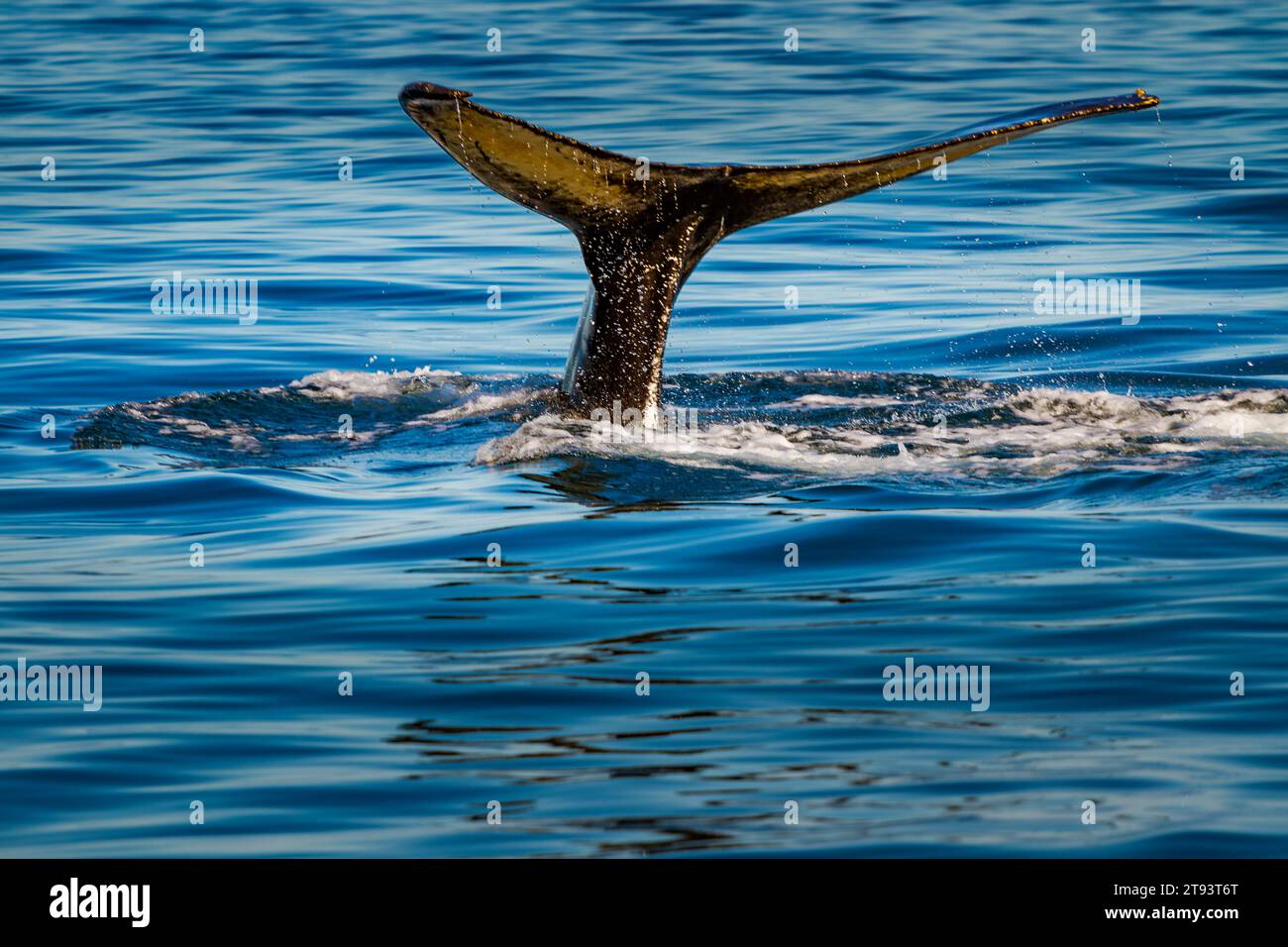 Nahaufnahme des erwachsenen Walschwanzes Hump Back Stockfoto