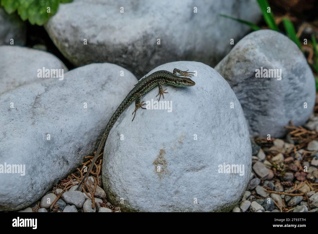 Schöne junge Sandechsen genießen die Sonne in Deutschland. Junge Sandechsen auf der Suche nach Nahrung, fotografiert in Deutschland an einem sonnigen Tag. Stockfoto