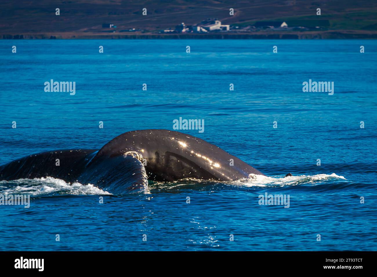 Nahaufnahme des erwachsenen Walschwanzes Hump Back Stockfoto