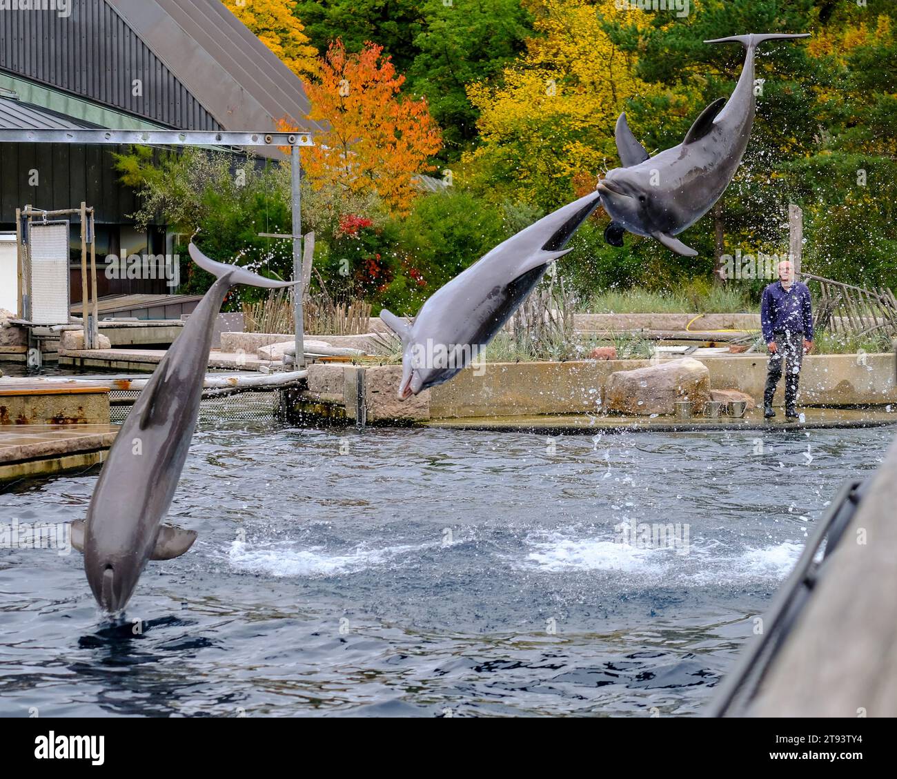Springende Delfine in einer Show im Nürnberger Zoo, aufgenommen in Deutschland an einem sonnigen Tag. Stockfoto