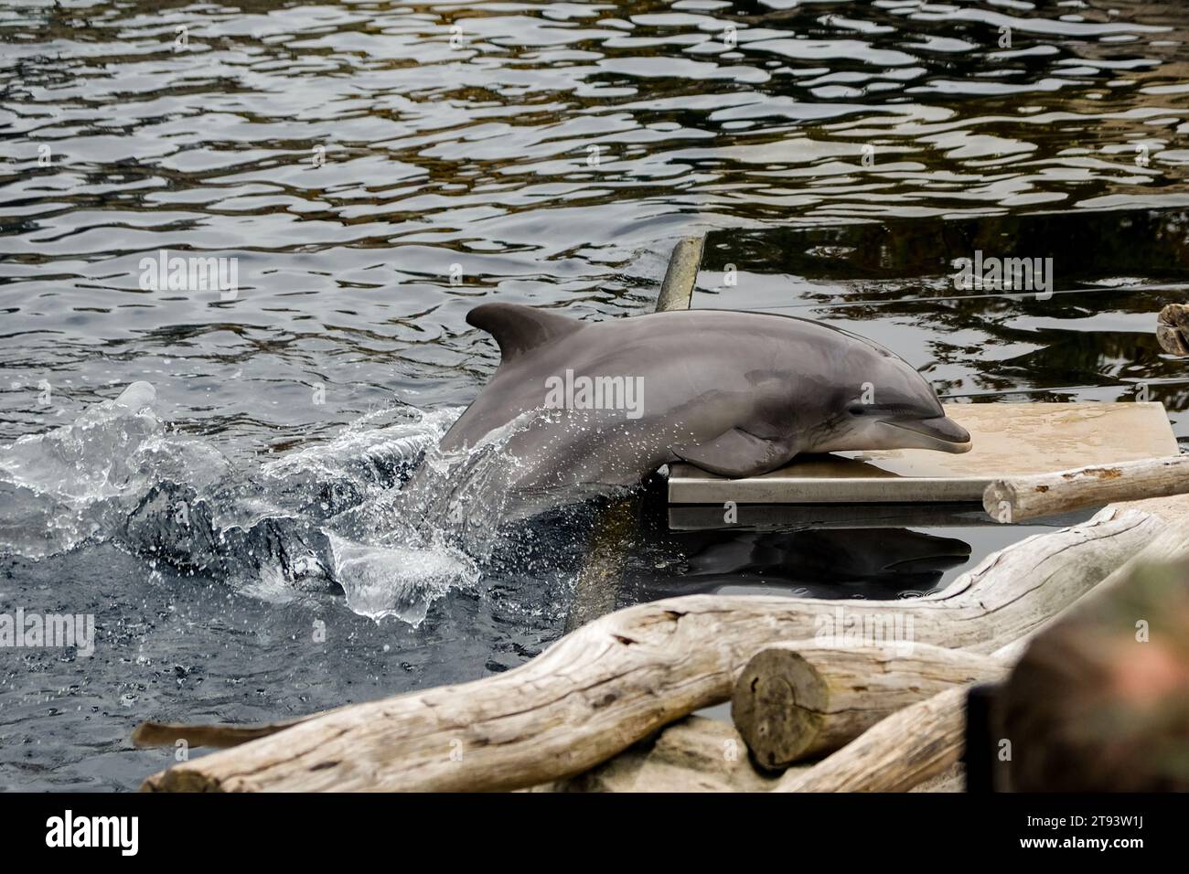 Springende Delfine in einer Show im Nürnberger Zoo, aufgenommen in Deutschland an einem sonnigen Tag. Stockfoto