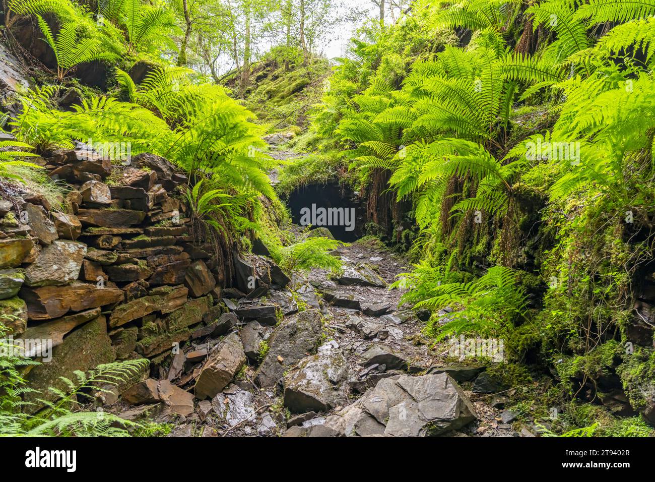 Farne im Snowdonia-Nationalpark, Wales, Großbritannien, Europa | Ferns at Snowdonia National Park, Wales, Vereinigtes Königreich Großbritannien, Europa Stockfoto