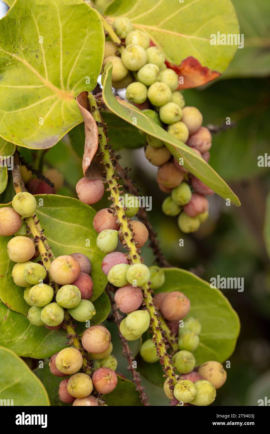 Natürliche Nahaufnahme Pflanzenporträt von Coccoloba uvifera, Traube am Meer. Täuschend nützlich leckere Lebensmittel Pflanze tolerant gegenüber Meeresluft Stockfoto