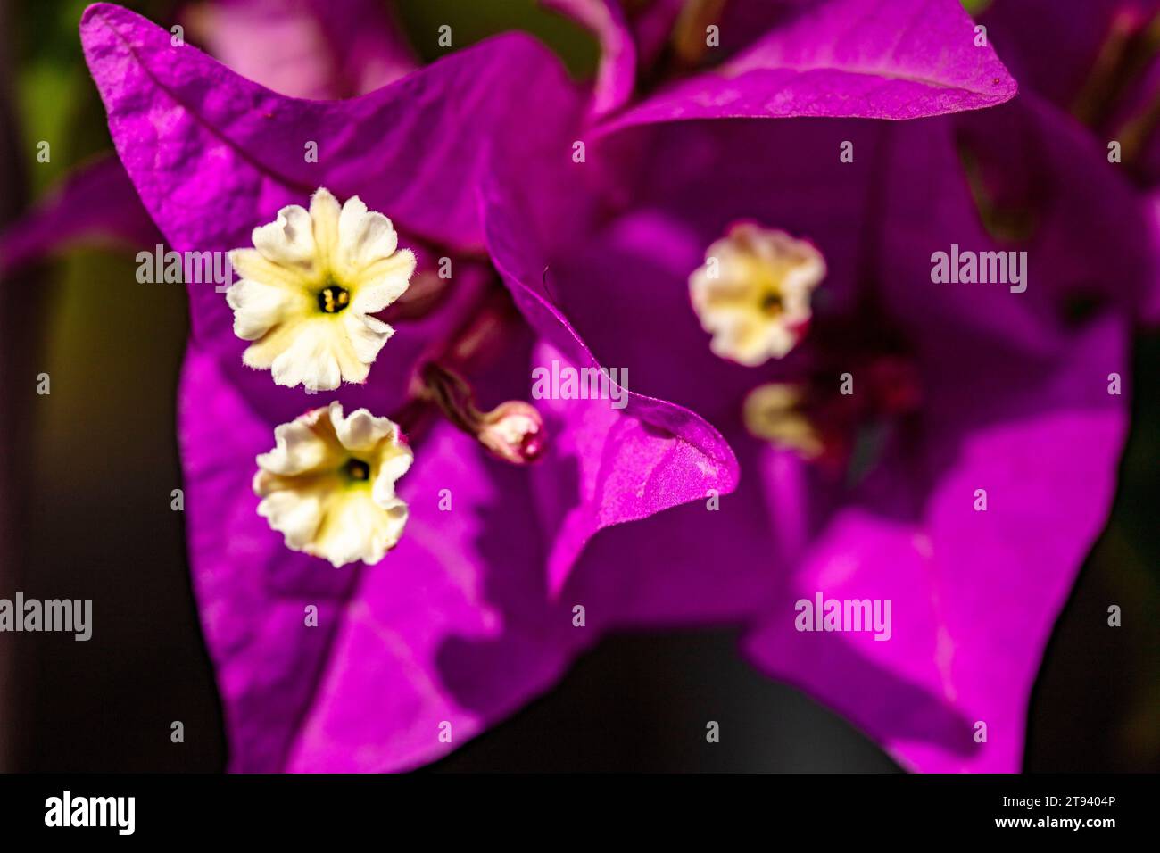 Sehr nahe, Makroaufnahme, von zierlichen, aber fruchtbaren Bougainvillea-Blüten in sanftem Sonnenlicht. Natürliches High Definition-Bild mit negativem Raum Stockfoto