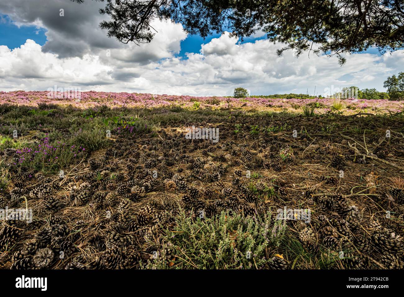 Heather on Dunwich Heide unter einer schottischen Kiefer mit umgefallenen Kegeln über dem Boden, Suffolk, August Stockfoto