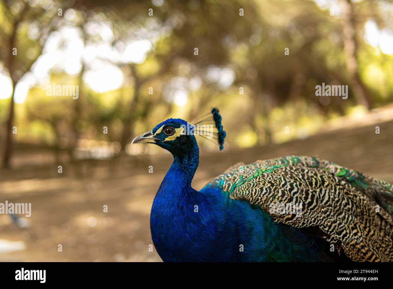 Nahaufnahme eines wunderschönen repräsentativen Exemplars eines männlichen Pfauens in prächtigen Metallic-Farben. Stockfoto