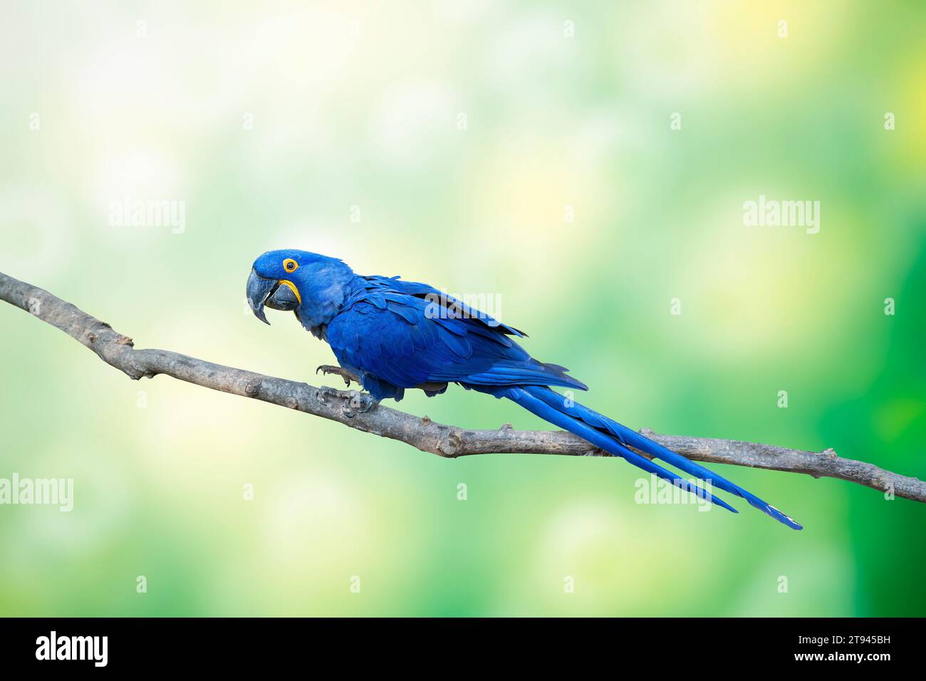 Blauer Hyazinthara, Anodorhynchus hyacinthinus oder Hyazinthara, auf Baumzweig, über die Schulter schauen, isoliert auf hellem Bokeh Hintergrund Stockfoto