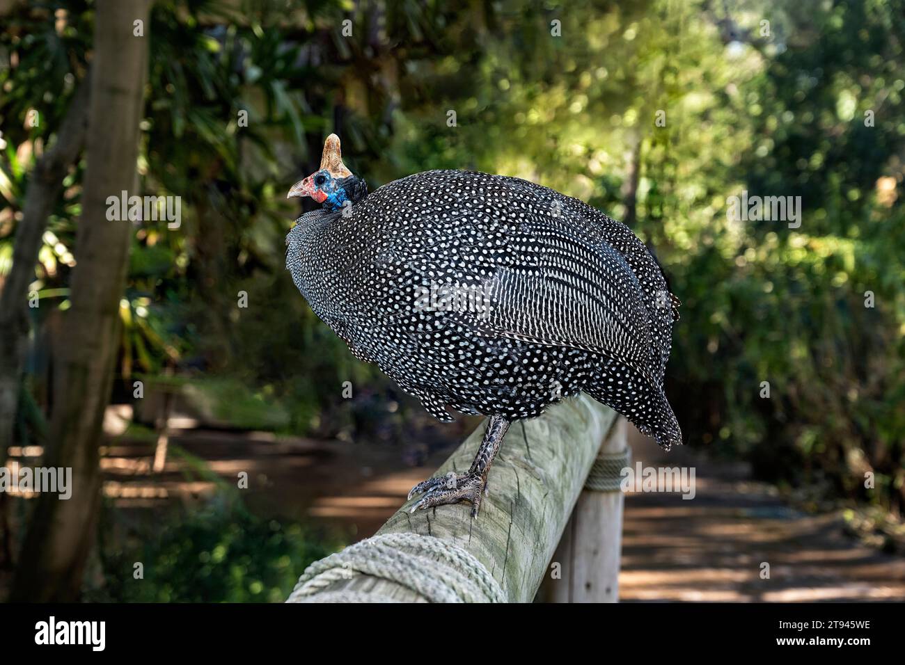 Helm-Perlhühner (numida meleagris), die auf einem Zaun im Wald stehen. Ein großer Vogel mit grauem schwarzem Gefieder, mit weiß gesprenkelt. Es ist terrestrisch und Stockfoto