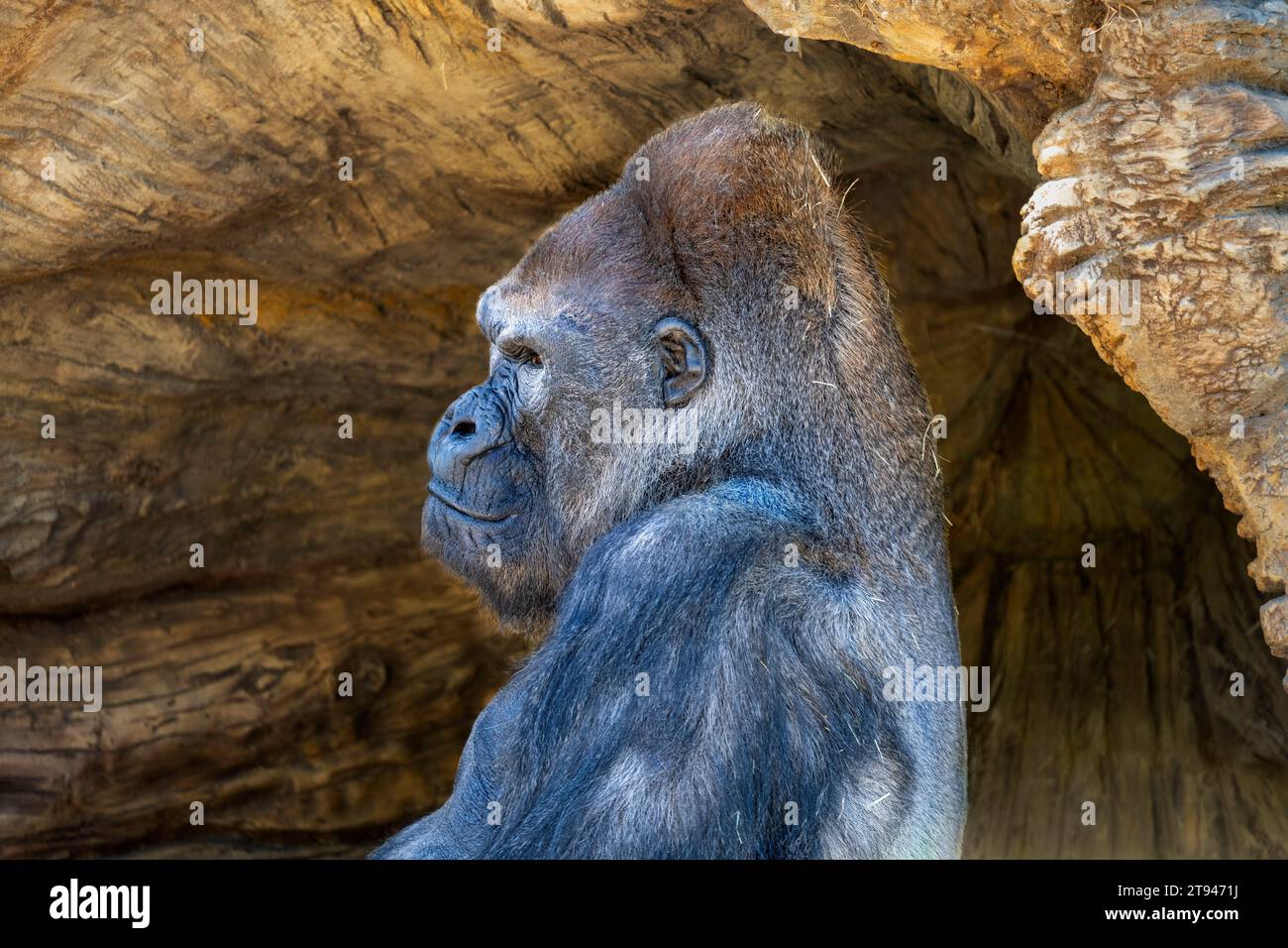 Porträt eines Silverback-Gorillas im westlichen Tiefland, der vor einer Höhle sitzt. Stockfoto