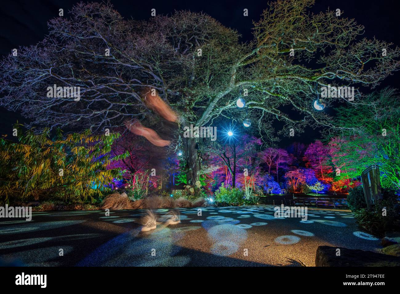 Rechts Harlow Carr Lightshow. RHS Glow Light Ausstellung. Stockfoto