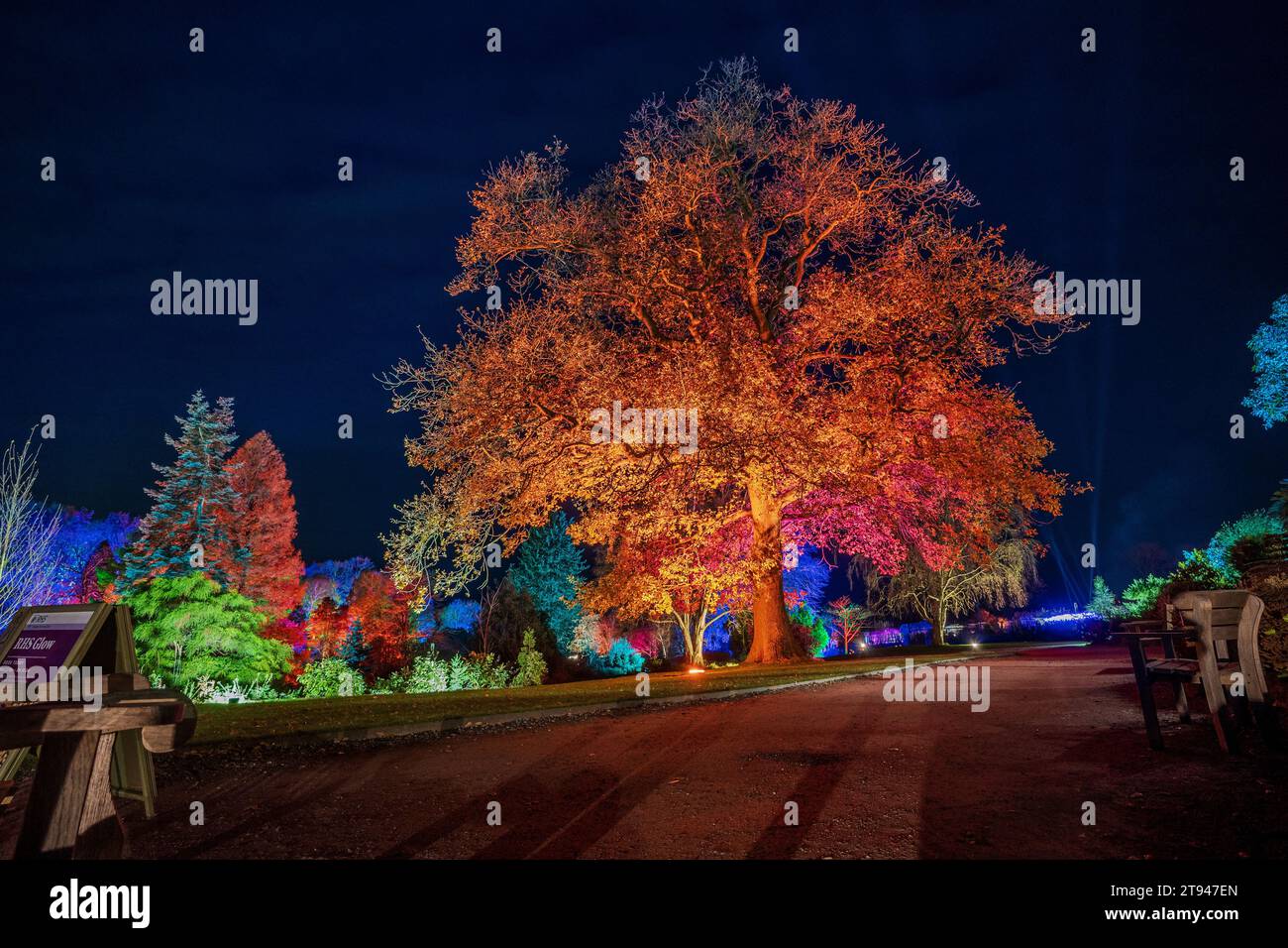 Rechts Harlow Carr Lightshow. RHS Glow Light Ausstellung. Stockfoto