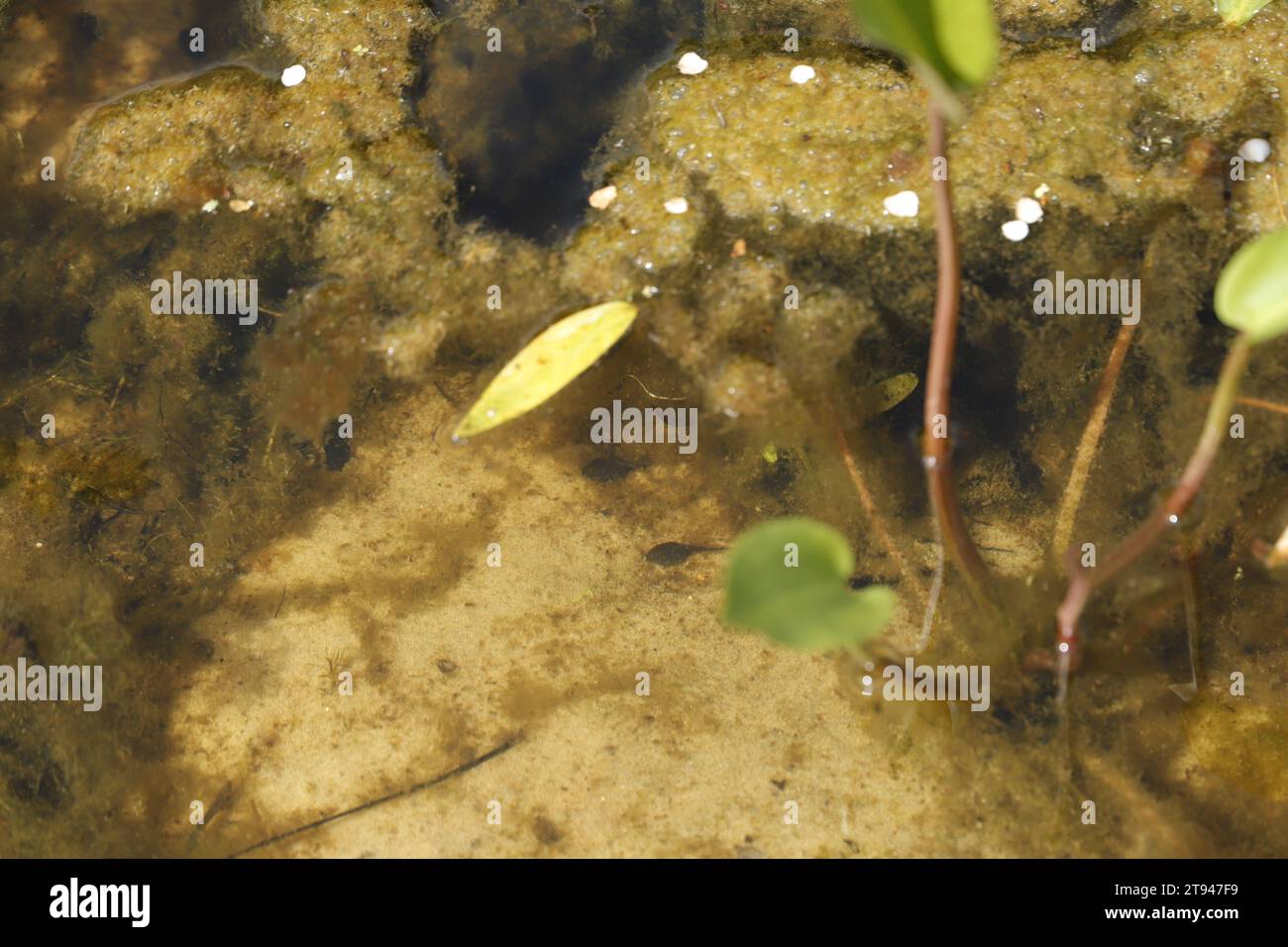 Kaulquappen, der Babyfrosch ist zuerst ein kleiner schwarzer Fisch Stockfoto