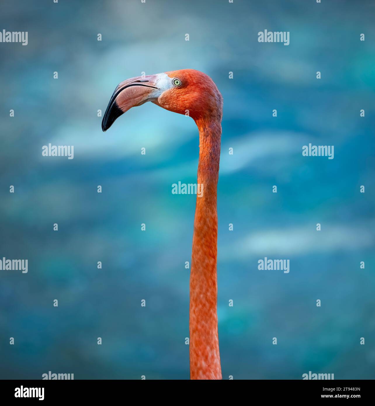 Flamingo Porträt isoliert auf blauem Hintergrund. Beschneidungspfad. Stockfoto
