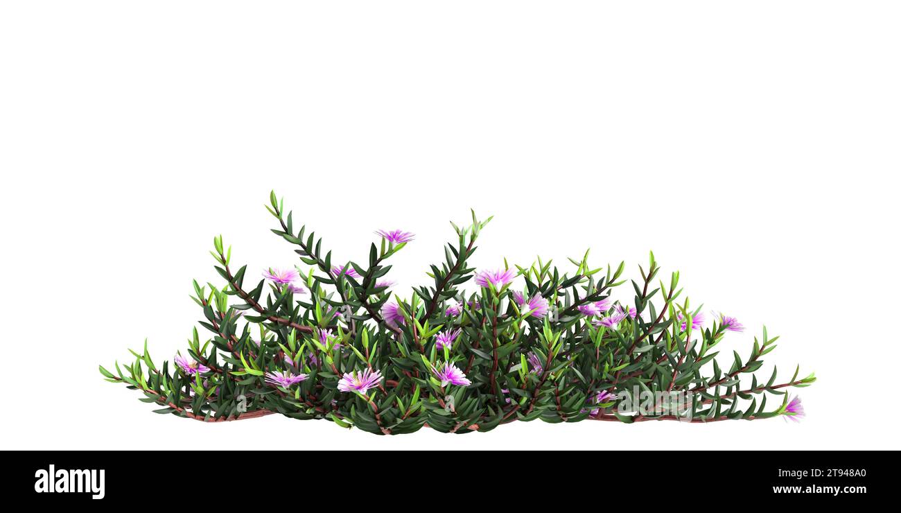 3D-Illustration des Busches Carpobrotus Glaucescens isoliert auf weißem Hintergrund Stockfoto