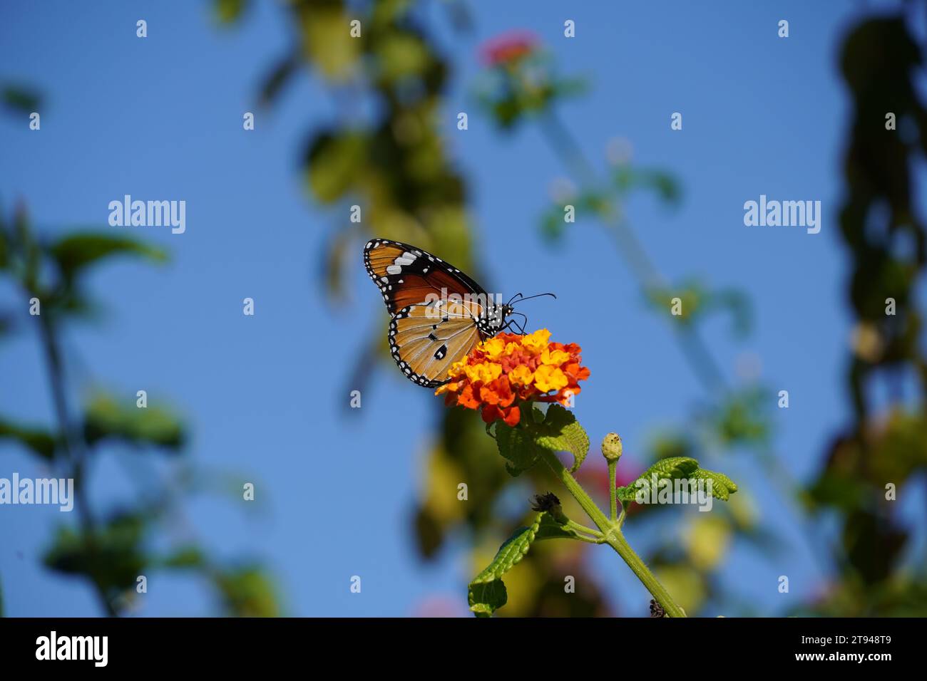 Ein einfacher Tiger oder afrikanische Königin oder Danaus chrysippus-Schmetterling auf lantana-Blüten Stockfoto