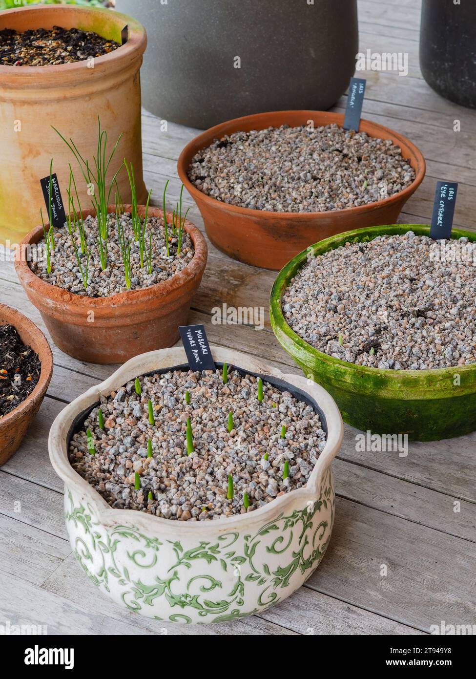 Knollentöpfe aus nächster Nähe mit Schotter, die im späten Winter oder frühen Frühling in einem britischen Garten durch Kies sichtbar sind Stockfoto