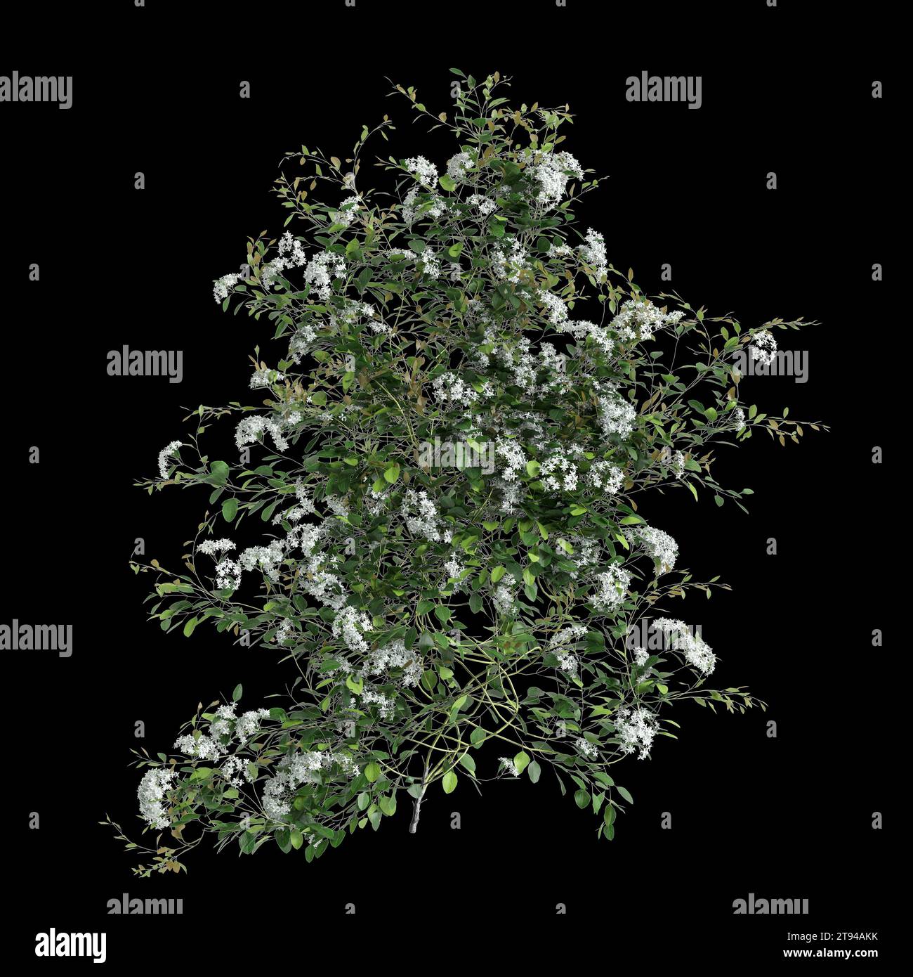 3D-Illustration des Kriechers Clematis Terniflora isoliert auf schwarzem Hintergrund Stockfoto