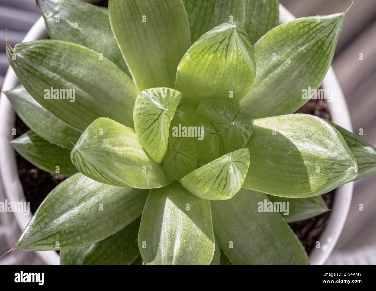 Haworthia cymbiformis (Cathedral Window Haworthia). Schöne saftige mehrjährige Pflanze mit einfachen fleischigen Blättern, Hintergrund von natürlichen grünen Kakteen Stockfoto