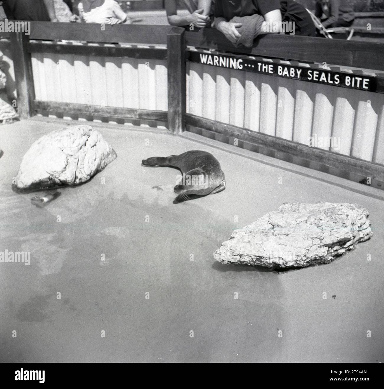 1960er Jahre, historisch, Familien neben einem Gehege mit Robbenbabys. Auf der Innenseite eines Zauns steht: "Warnung... die Robben beißen!" Stockfoto