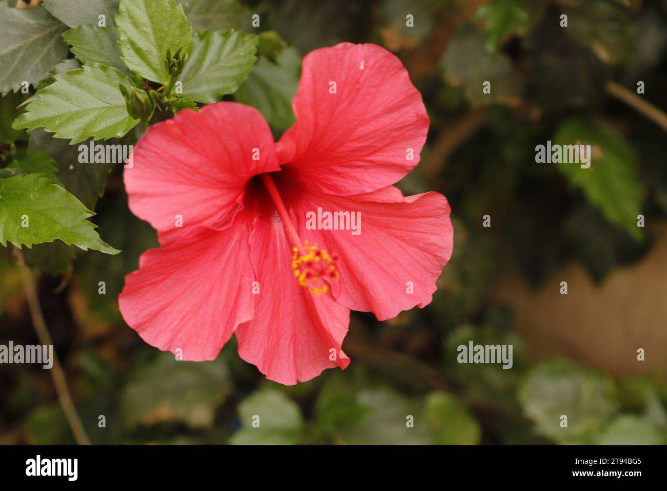 Schöne blühende rote Hibiskusblüte Stockfoto