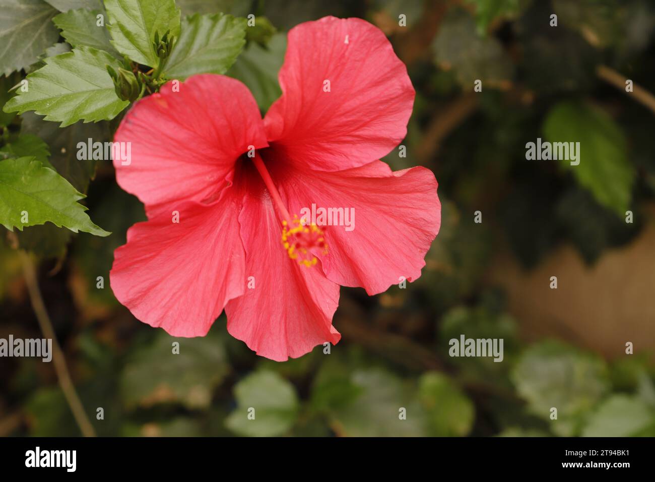Schöne blühende rote Hibiskusblüte Stockfoto