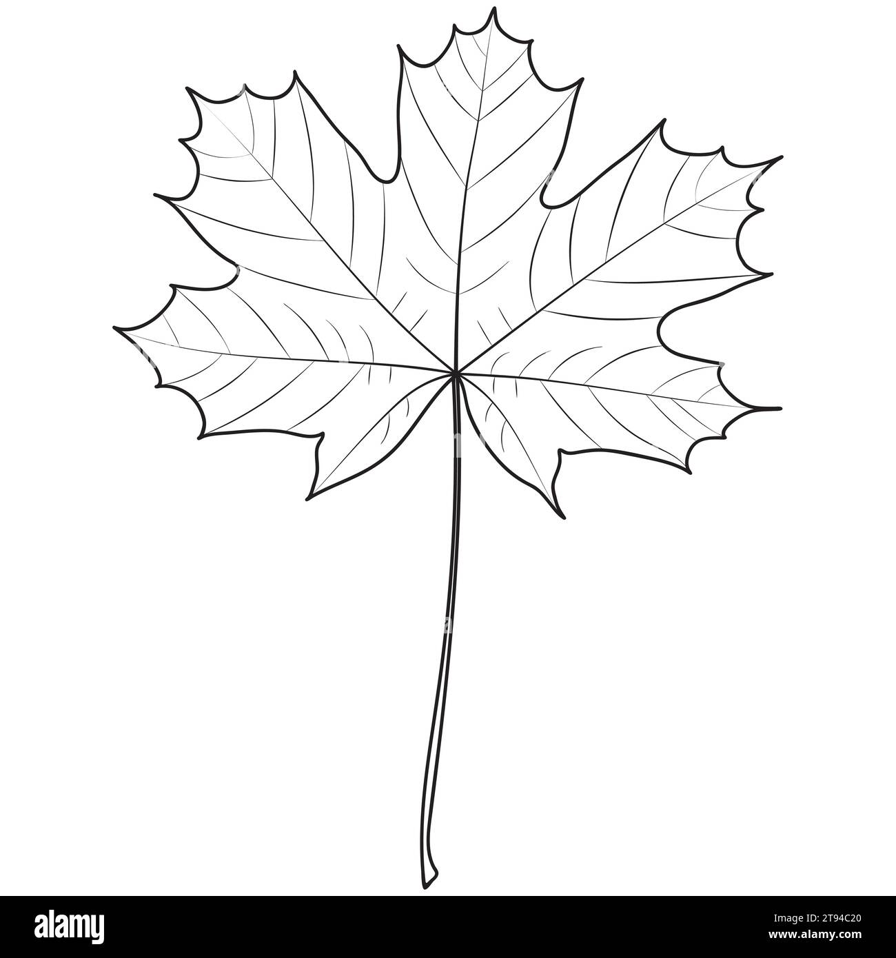 Ahornblatt-Umriss, botanische Vektorillustration. Ahornbaum-Blatt-Silhouette, Malbuch-Seite. Stock Vektor