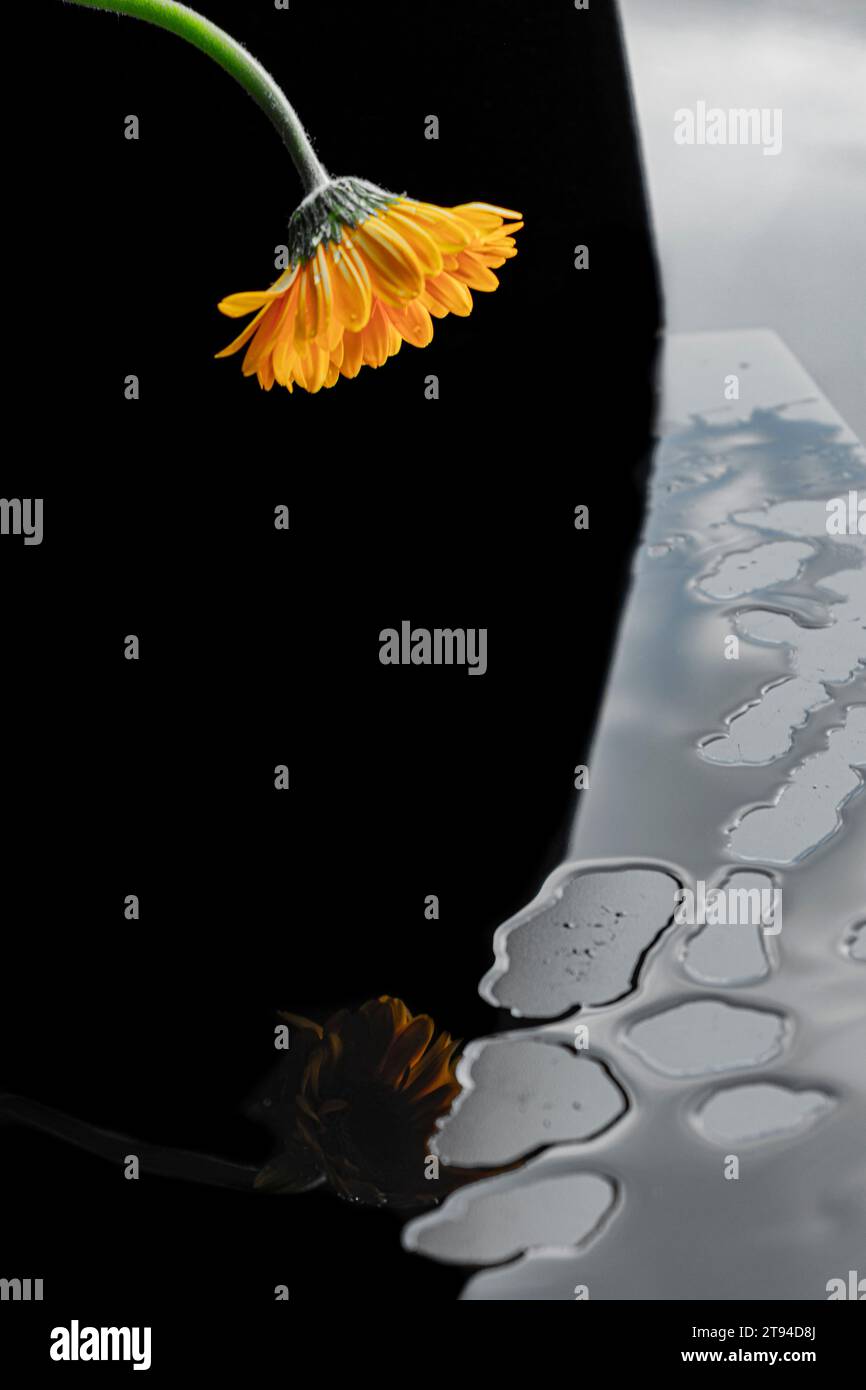 Gelbe Gerbera (Reflexion) Stockfoto