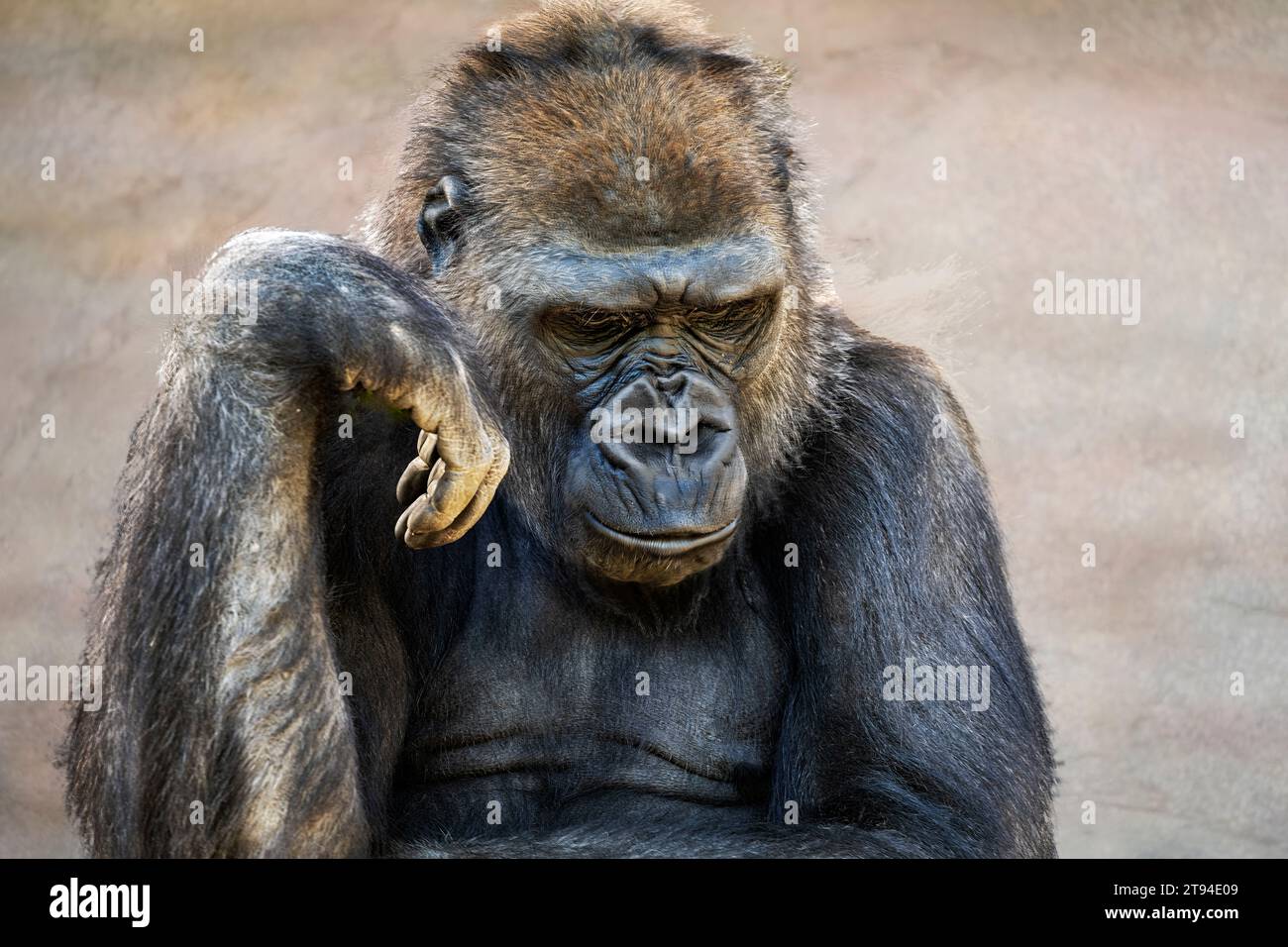 Nahaufnahme Porträt eines Silverback-Gorillas im westlichen Tiefland, der sitzt und ernsthaft denkt. Stockfoto