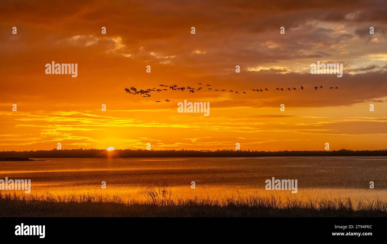 Vogelschar fliegt am Sonnenuntergang über dem Upper Myakka Lake im Myakka River State Park in Sarasota, Florida, USA Stockfoto