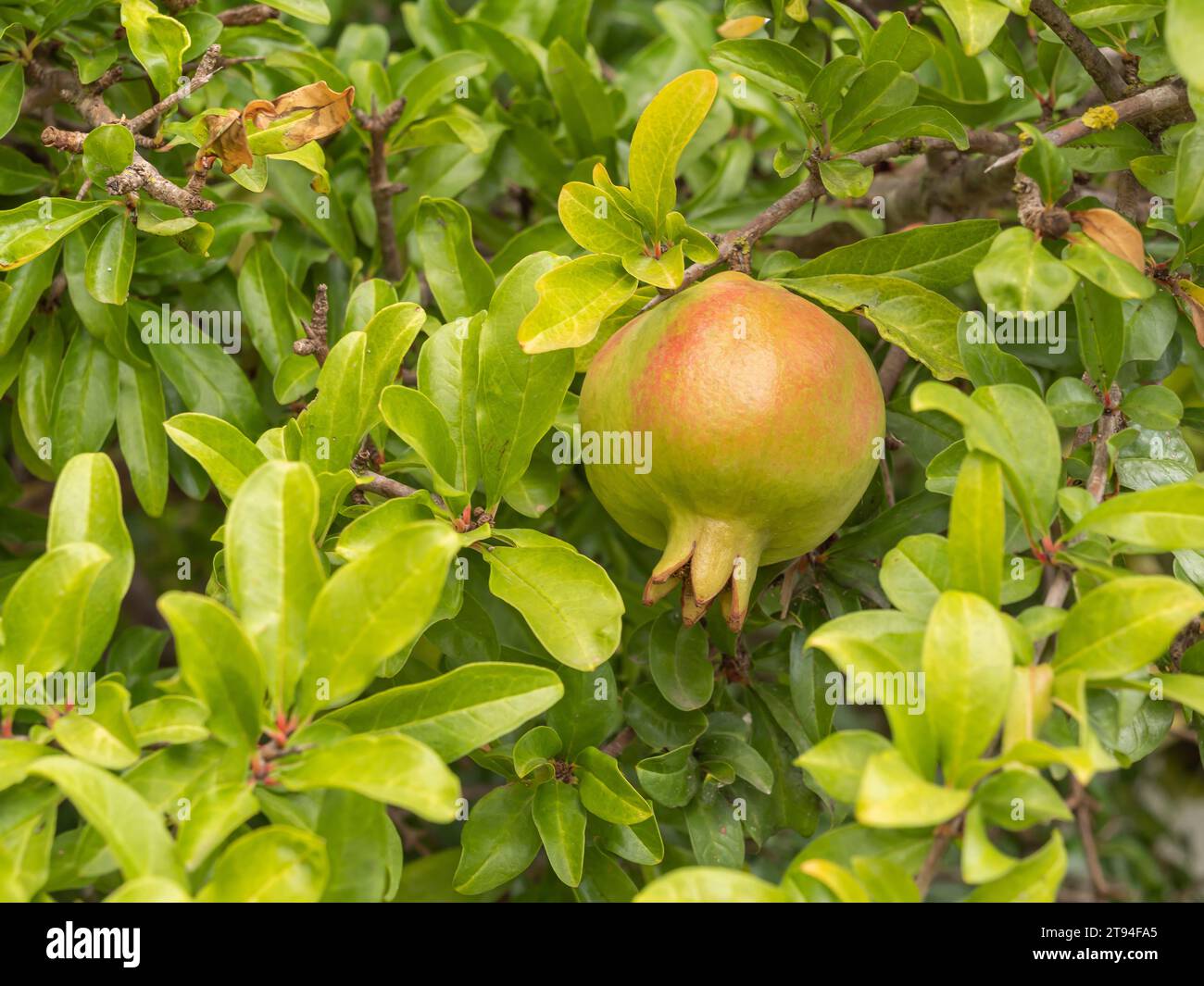 Granatapfel reifen auf einem Baum Stockfoto