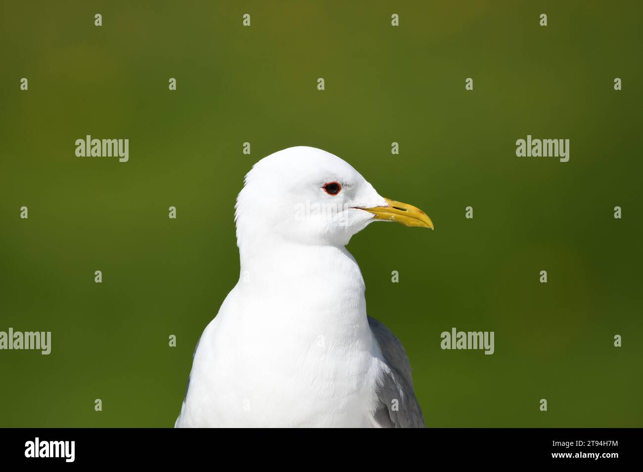 Möwe posiert mit einem sauberen grünen Hintergrund Stockfoto