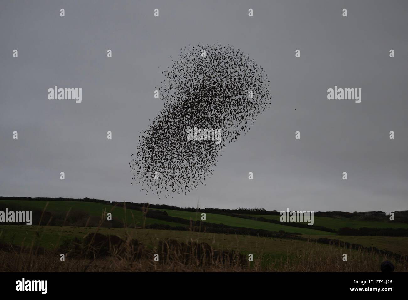 Starlinge in Poldhu Cornwall, fliegen mit einem Hubschrauber, von Culdrose Great Murmuration Credit: kathleen White/Alamy Live News Stockfoto